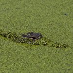 AlligatorStalking