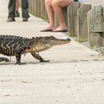 AlligatorSidewalk