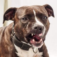 Dog_Pitbull2