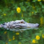 AlligatorSwim