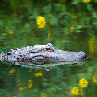 AlligatorSwim